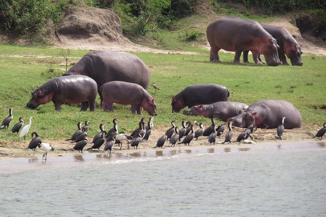 1 Day Akagera Game Drive Safari - Key Points Before You Book