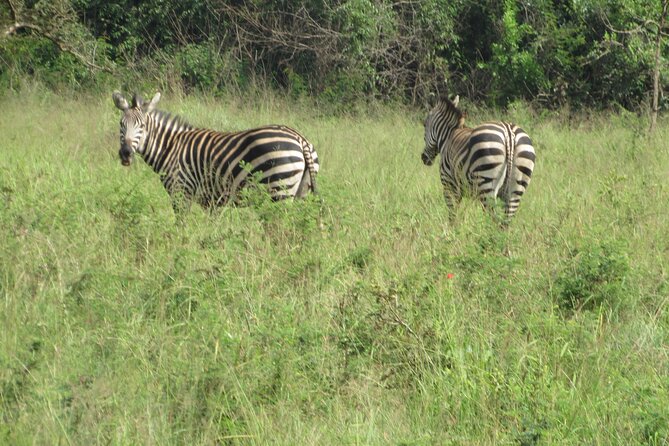1 Day Akagera Game Drive Safari - The Big Five Question