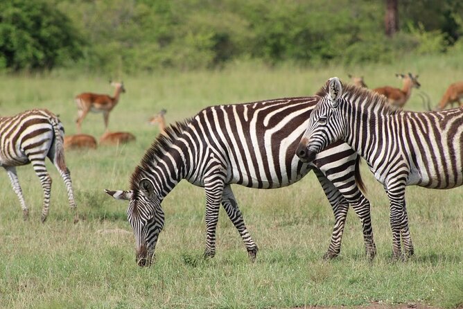 1 Day Akagera Game Drive Safari - Entering Rwanda’s Only Savanna National Park