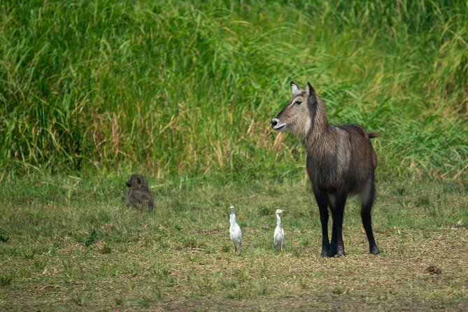 1-Day Akagera National Park Safari Experience - Why Akagera makes a fine Kigali day trip