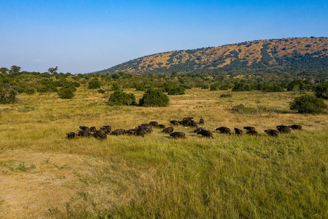 1-Day Akagera National Park Safari Experience - What the private 4x4 changes