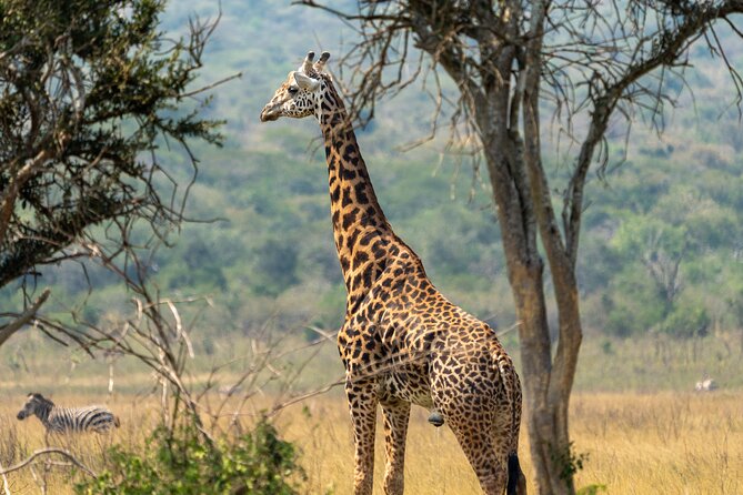 1-Day Akagera National Park Safari Experience - Lunch, water, and the real value of the $594 price