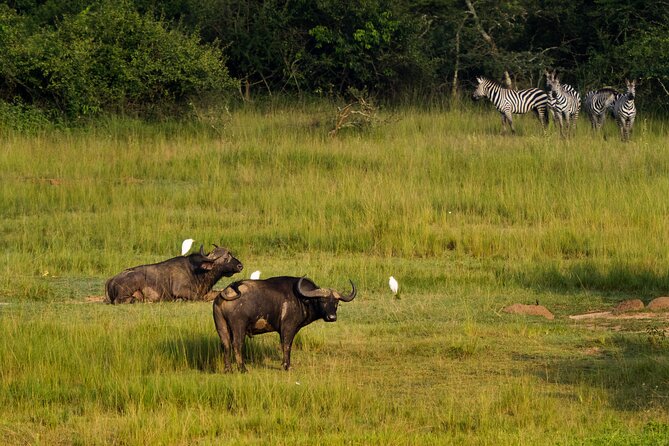 1-Day Akagera National Park Safari Experience - Boat safaris and bird-watching: what is and is not promised