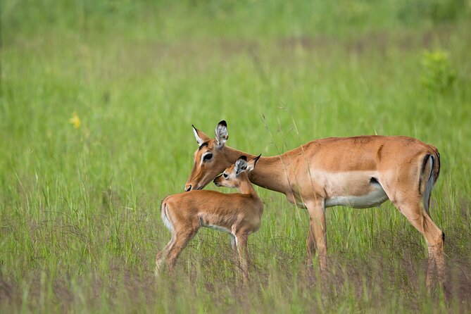 1-Day Akagera National Park Safari Experience - Guide quality and communication
