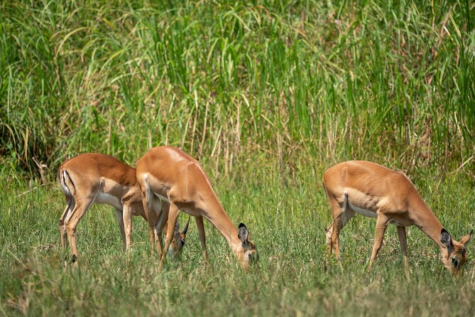 1-Day Akagera National Park Safari Experience - Who should book this safari