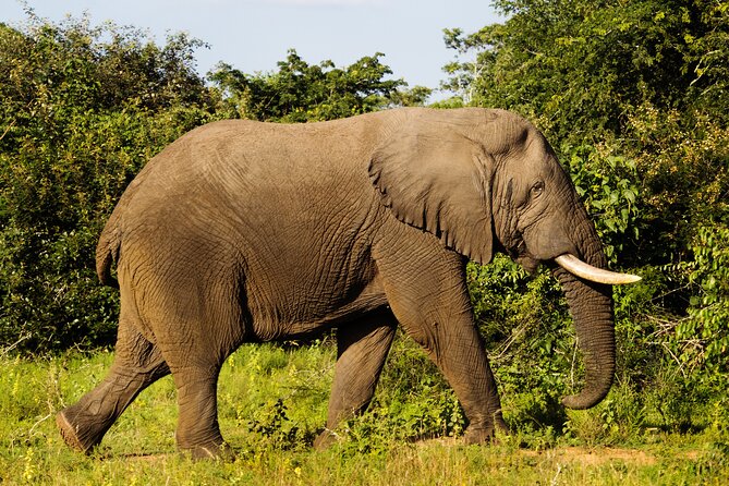 1-Day Akagera National Park Safari Experience - Six hours among Akagera’s plains and wetlands