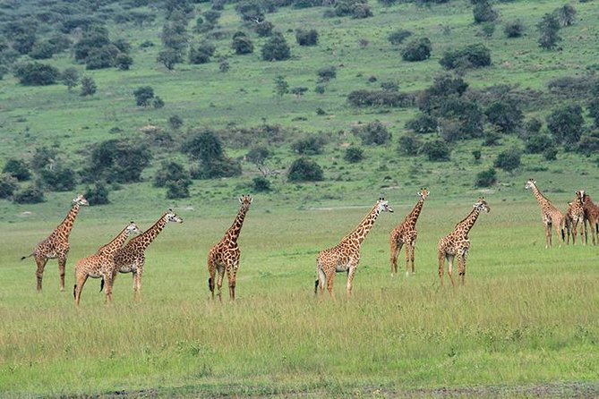 1 Day Akagera Wildlife Safari ( 2 Pax Min) - What you might see on the game drive