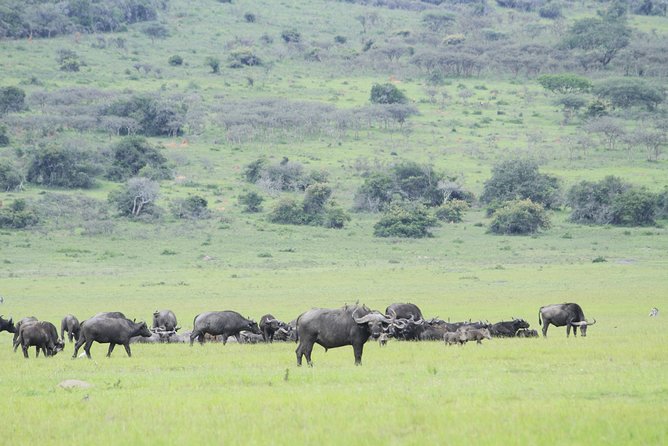 1 Day Akagera Wildlife Safari ( 2 Pax Min) - Is $380 per person fair value?