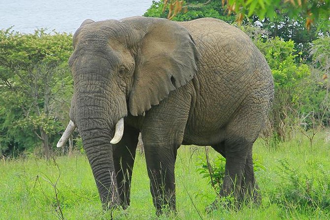 1 Day Akagera Wildlife Safaris Rwanda (2 Pax Min) - Why Akagera works so well as a one-day safari