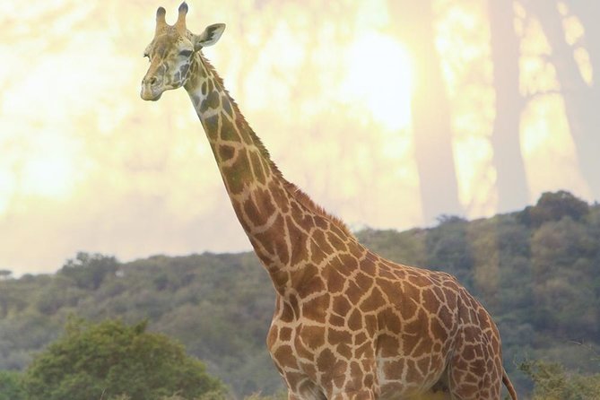 1 Day Akagera Wildlife Safaris Rwanda (2 Pax Min) - Transport, vehicle choice, and the open-roof question