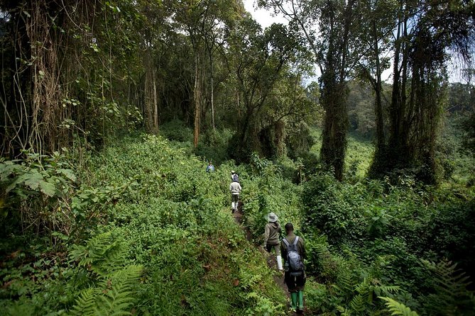 1-Day Bisoke Volcano Hiking Experience - Leaving Kigali at 4:00 am