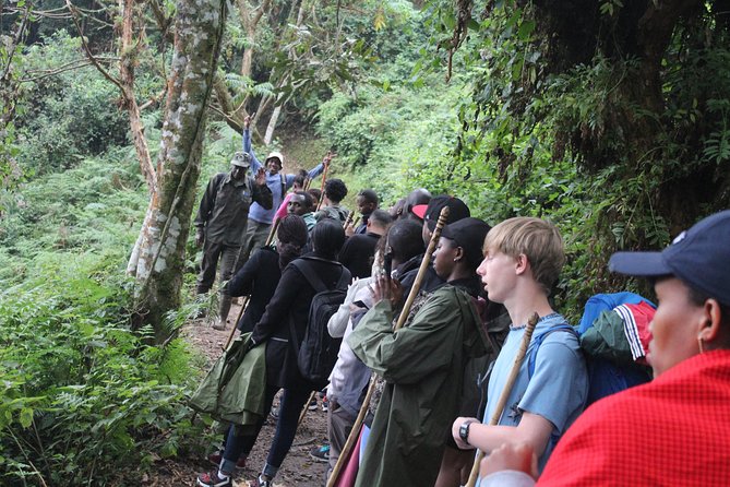1 Day Canopy walk way in Nyungwe Natioinal park - Choosing the Best Season and Start Time