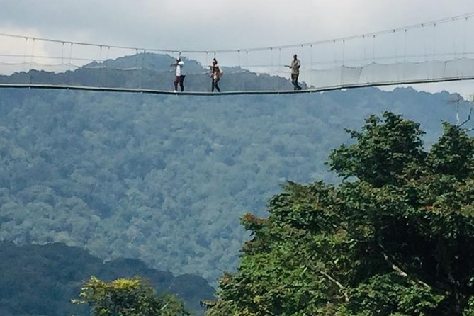 1 Day Canopy walk way in Nyungwe Natioinal park - The Gisakura Tea Plantation Stop