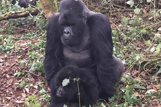 1 Day Gorilla Trekking Rwanda - Six hours in Volcanoes National Park