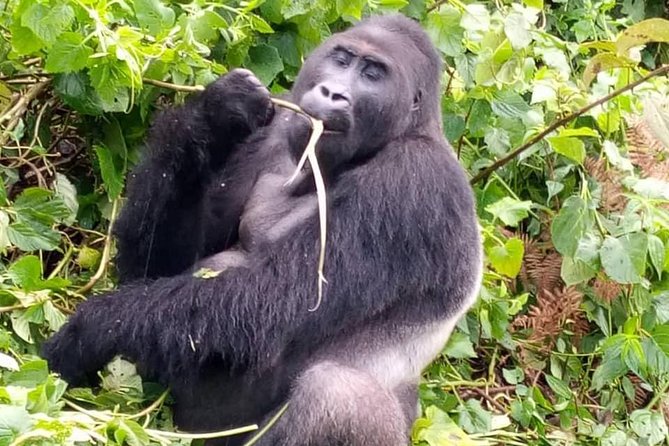 1 Day Gorilla Trekking Rwanda - Who should book this private gorilla day?