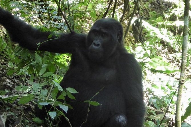 1 Day Gorilla Trekking Rwanda - What to pack for the forest