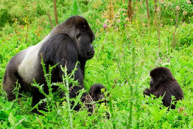1 Day Gorilla Trekking Safari Tour - Leaving Kigali Before Daybreak