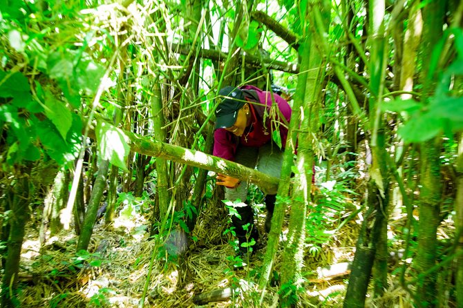 1 Day Gorilla Trekking Safari Tour - Is $2,650 Per Person Fair Value?