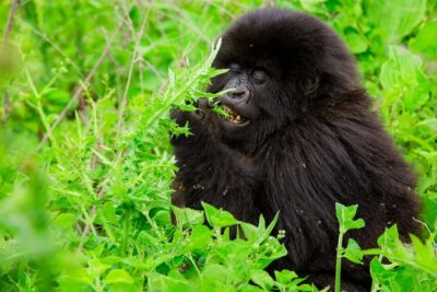 1 Day Gorilla Trekking Safari Tour
