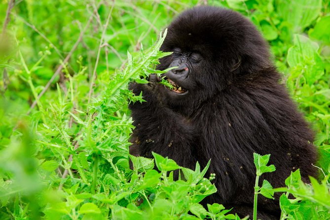 1 Day Gorilla Trekking Safari Tour - Coffee, Photos, and the Road to Kinigi