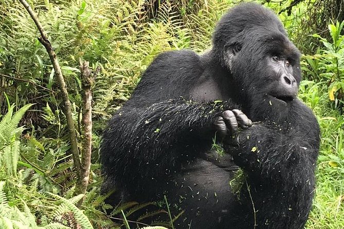 1 Day Gorilla Trekking Uganda - A 4:00am departure from Kigali