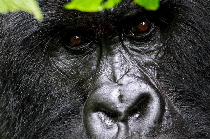 1 Day Gorilla trekking volcanoes national park - The 4:00 am pickup and the long road north