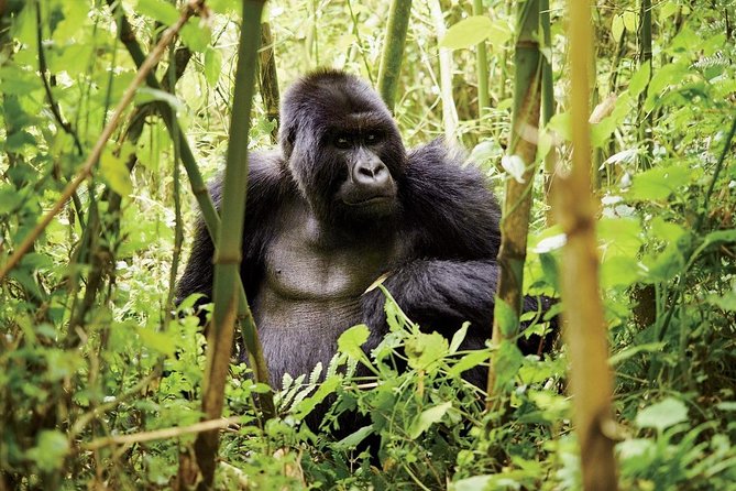 1 Day Gorilla trekking volcanoes national park - A community visit at Gorilla Guardians Village