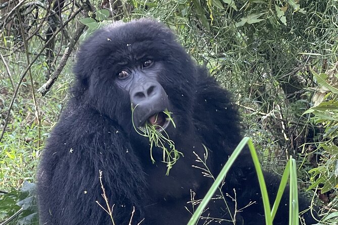 1 Day Guided Gorilla Trekking Safari Experience in Rwanda - Who will get the most from this day