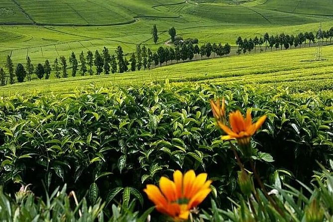 1-Day Lake Kivu Karongi Boat Cruise & Coffee farming with Lunch - Environmental Museum or coffee farming