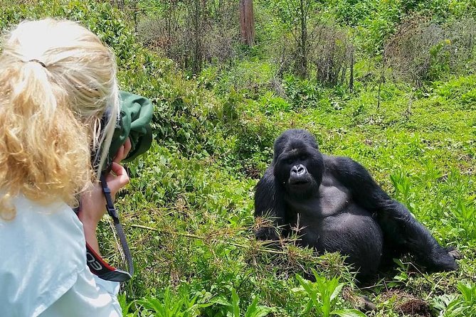 1-Day Rwanda Gorilla Tour - Key points to know before booking