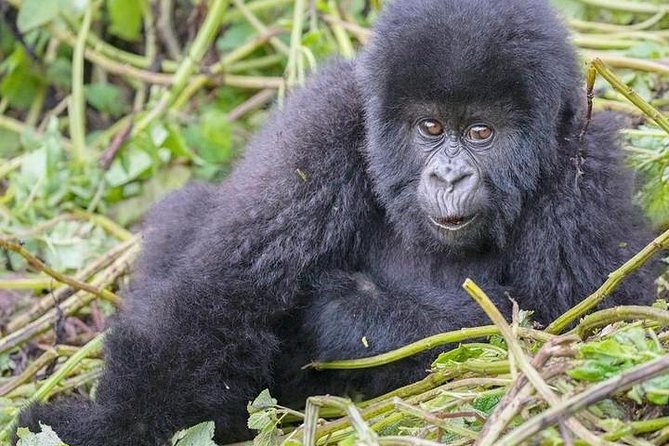 1-Day Rwanda Gorilla Tour - Why this Rwanda gorilla tour is worth considering