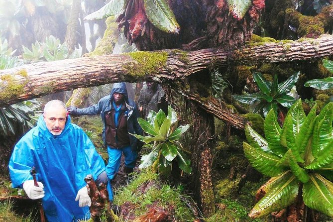 1-Day Rwanda Gorilla Tour - Kinigi briefing and the morning gorilla assignment