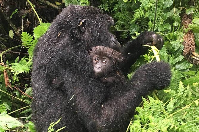 1-Day Rwanda Gorilla Tour - Walking into Volcanoes National Park