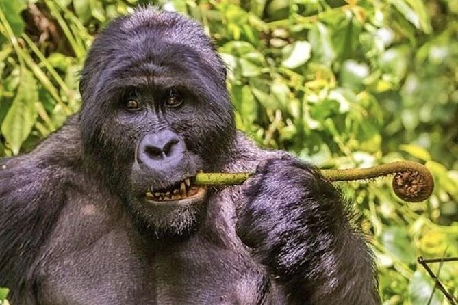 1-Day Rwanda Gorilla Tour - Lunch, water, and the long ride back