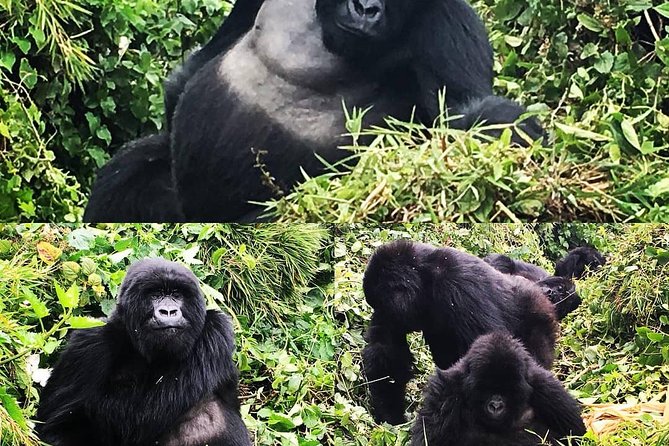 1-Day Rwanda Gorilla Tour - What the $364.29 price really covers