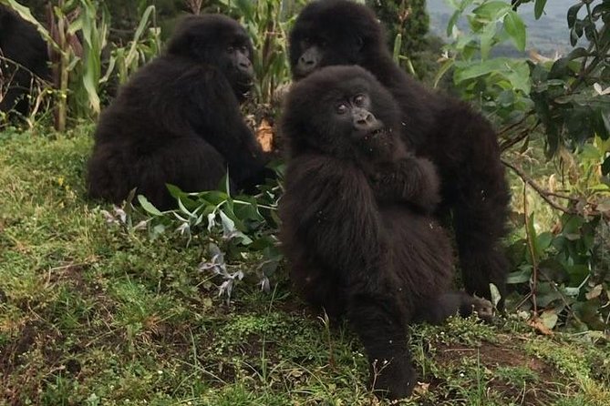 1-Day Rwanda Gorilla Tour - Booking advice and cancellation terms