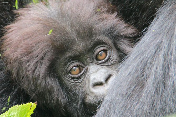 1-Day Rwanda Gorilla Tour - Leaving Kigali at 4:30 a.m.