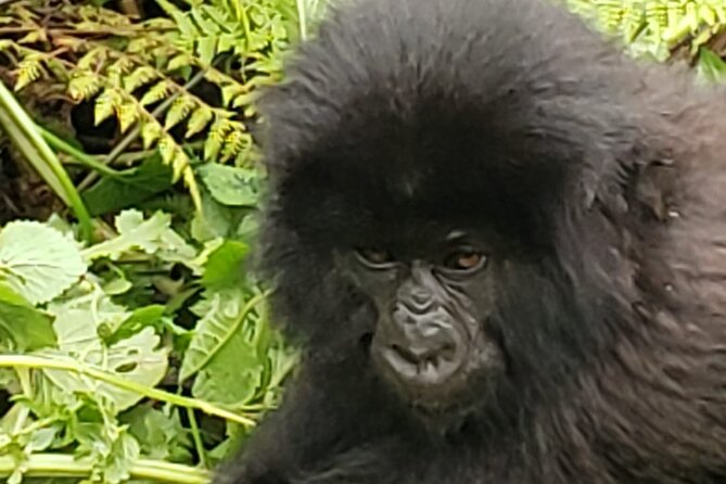1 Day Rwanda Gorilla Trekking - The long morning from Kigali to Volcanoes National Park