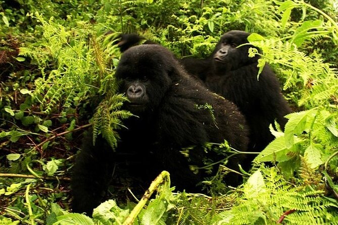 1 Day Rwanda Gorilla Trekking - Why the private format matters