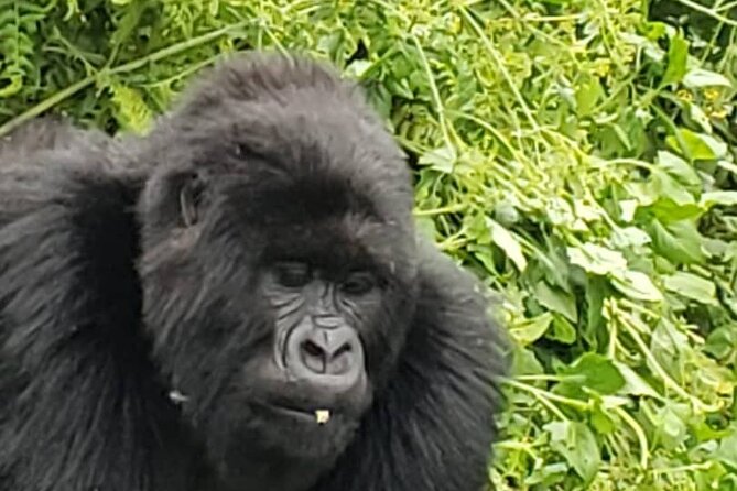 1 Day Rwanda Gorilla Trekking - What the $2,200 price really covers