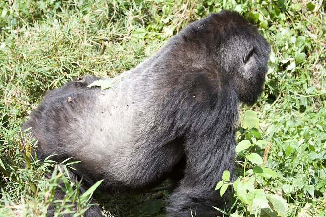 1 Day Rwanda Gorilla Trekking Tour - Why this Kigali gorilla trip can make sense