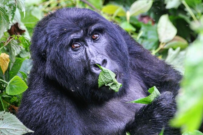 1 Day Rwanda Gorilla Trekking Tour - What is included in the $2,687 price