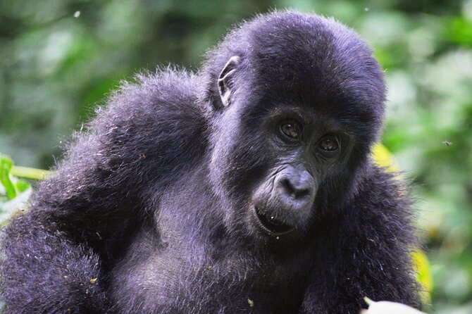 1 Day Rwanda Gorilla Trekking Tour - Is nine hours enough for the experience?