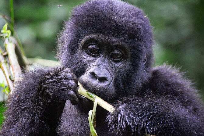 1 Day Rwanda Gorilla Trekking Tour - Who should book this private trek?
