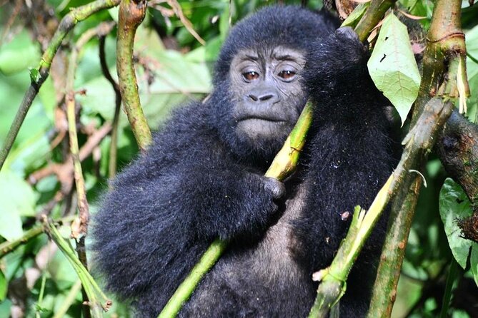 1 Day Rwanda Gorilla Trekking Tour - How the company’s service affects the day
