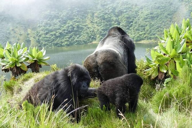 1 Day Rwanda Gorilla Trekking Tour In The Volcanoes National Park - Why this one-day Rwanda trek works