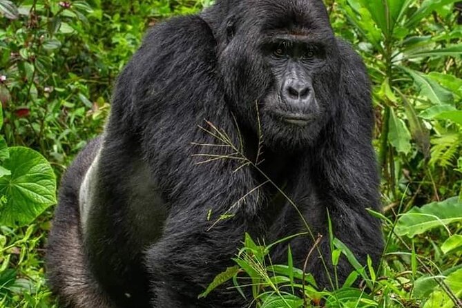 1 Day Rwanda Gorilla Trekking Tour In The Volcanoes National Park - What happens after the gorilla encounter