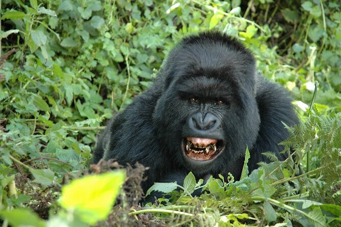 1 Day Rwanda Gorilla Trekking Tour In The Volcanoes National Park - The return to Kigali and the real length of the day