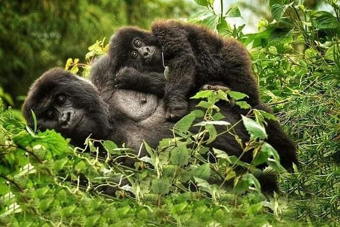 Two mountain gorillas in the Virunga bamboo above Kinigi