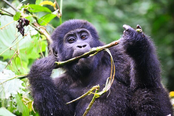 1 Day Rwanda Gorilla Trekking Tour - Kinigi headquarters at 8:30 am